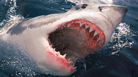 Diving into the Depths: Understanding Shark Attacks