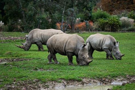 Diving into the Enchanting World of Juvenile Rhinoceroses