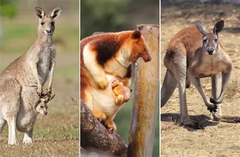 Diving into the Fascinating Realm of Marsupials: An In-Depth Guide for Nature Enthusiasts