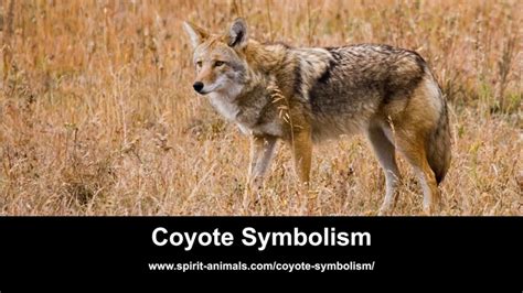 Diving into the Hidden Meanings Behind Coyote Dreams