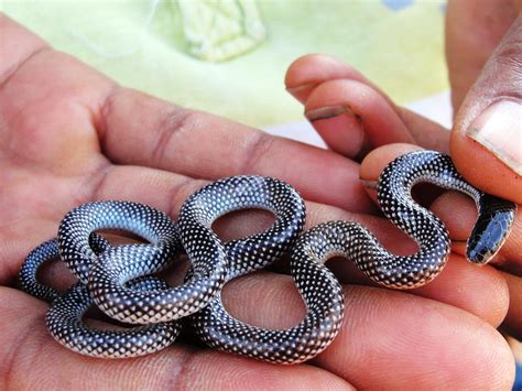 Diving into the Mysterious World of Petite Slender Snakes