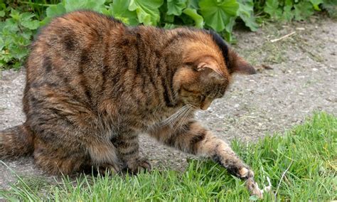 Diving into the Significance of Feline Presence in Hindu Dream Interpretation