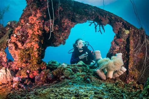 Diving into the World of Enormous Aquatic Creatures