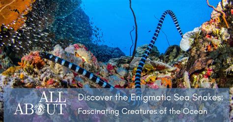 Diving into the World of the Enigmatic Marine Creatures