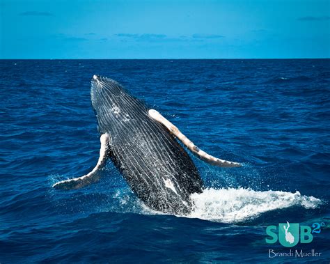 Diving with majestic marine mammals