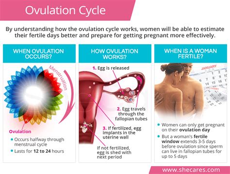 Does the timing of conception have any influence on the baby's sex?