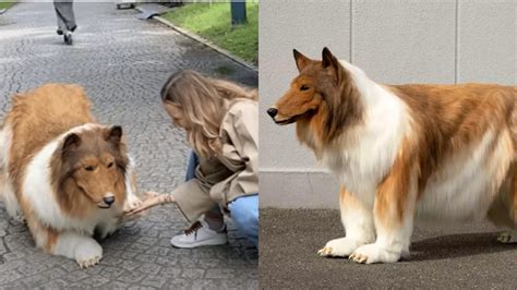 Dogs Transformed into Humans: A Fascinating Phenomenon