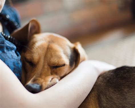 Dogs and Human Connection: Exploring a Special Bond