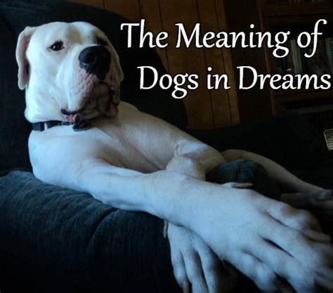 Dogs in Dreams: A Glimpse into the Depths of the Subconscious Mind