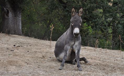 Donkeys as Therapy Animals: The Healing Power