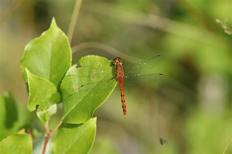 Dragonflies as Pollinators: Their Contributions to Ecosystems and Plant Life