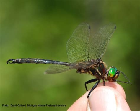 Dragonfly Conservation: Understanding the Importance of Protecting these Fragile Creatures