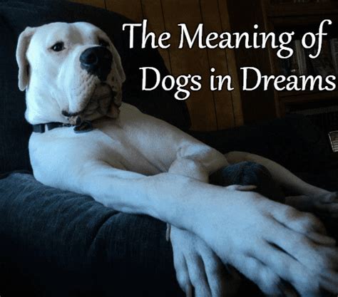 Dream Analysis: Dogs Pursuing a Serpent