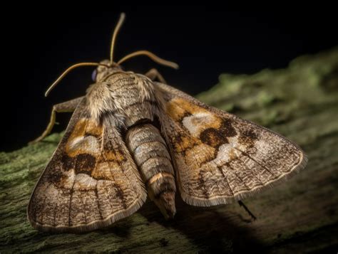 Dream Interpretation: The Symbolic Meaning of the Brown Moth