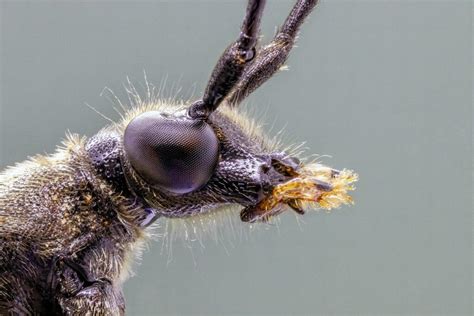 Dream Meaning: Interpreting Insects Caught in Hair