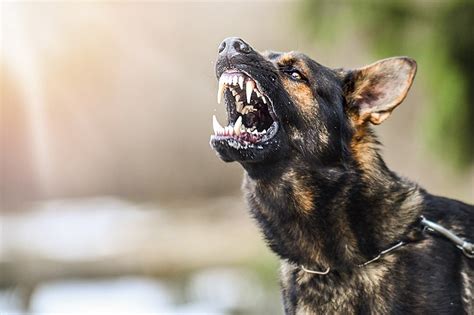 Dream imagery when facing aggressive canines