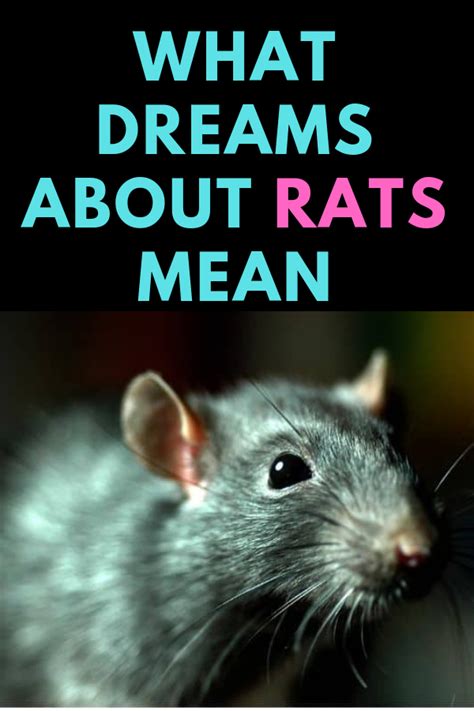 Dreaming about a Dark Rat: What Does it Signify?