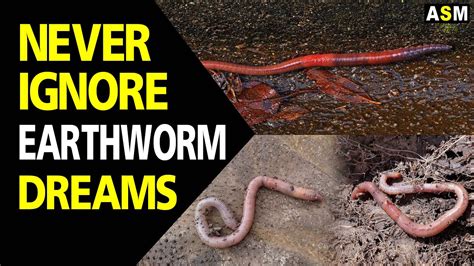 Dreaming of Earthworms: Understanding the Deep-rooted Fear