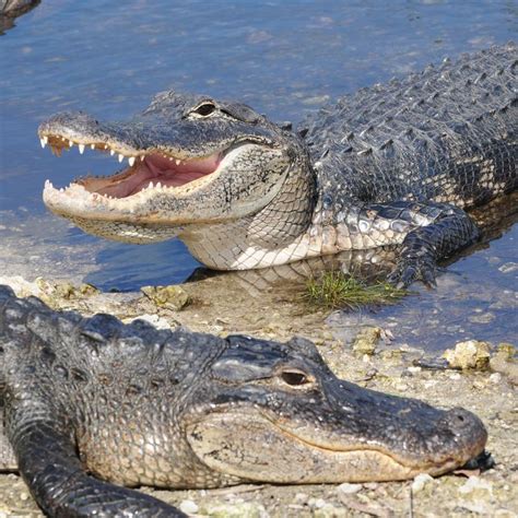 Dreaming of Massive Alligators: Insights into the Unconscious Mind