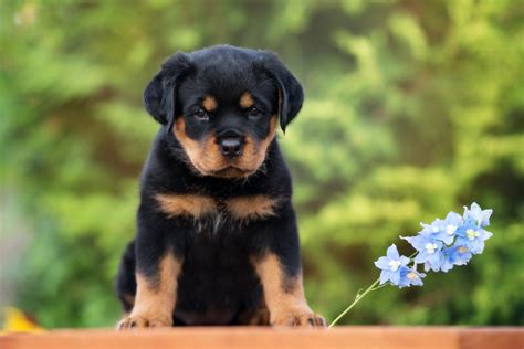 Dreaming of Owning a Rottweiler Pup