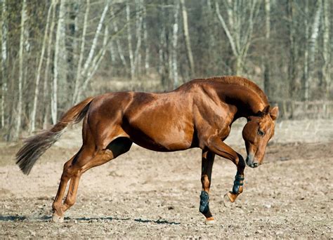 Dreaming of a Chestnut Horse: A Glimpse into Your Inner Passion and Energy