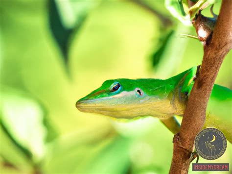 Dreaming of a Colored Lizard: Exploring Its Symbolism