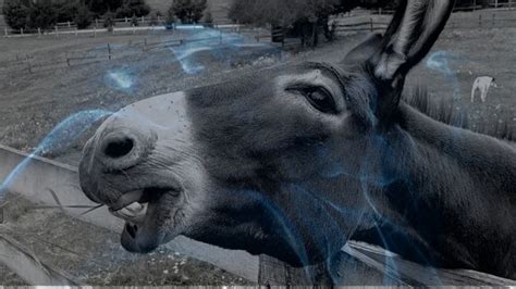 Dreaming of a Dead Donkey: What Does It Mean?