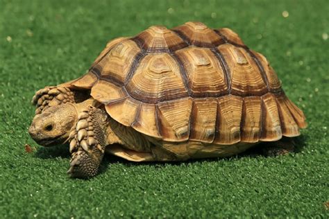 Dreaming of a Fading Tortoise: A Deeper Insight into the Symbolic Meaning and Analysis