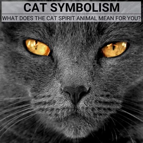 Dreaming of a Feline Visitor inside Your Abode: Deciphering its Symbolism