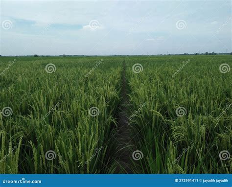 Dreaming of a Fruitful Paddy Gathering: Embarking on a Wonderful Voyage