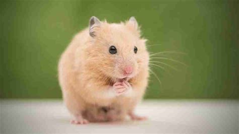 Dreaming of a Hamster: A Glimpse into the Secret Desires of Humans