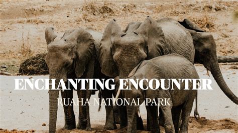 Dreaming of a Tiny Elephant: An Enchanting Encounter