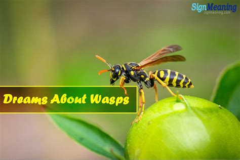 Dreaming of a wasp: Various interpretations and their implications