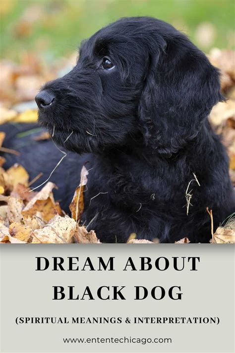 Dreams about a Black Dog Dying: Symbolic Meanings