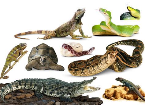 Dreams about juvenile reptiles: deciphering their implications