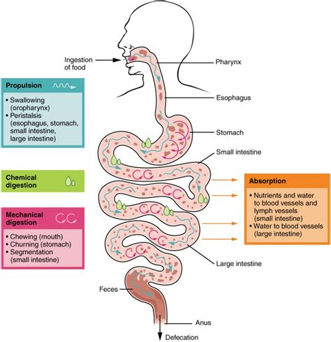 Dreams and their Influence on Digestive Processes