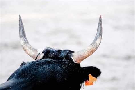 Dreams and their Meaning: Understanding the Significance of a Bison Encounter