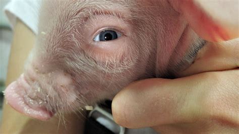 Dreams of Bioengineering: Unveiling the Science behind Human-Pig Hybridization