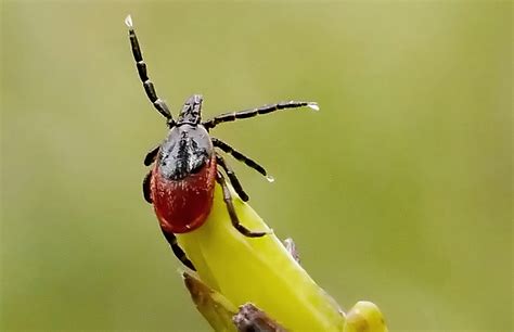 Dreams of Eliminating Ticks: A Roadmap to Conquering Troublesome Bloodsuckers