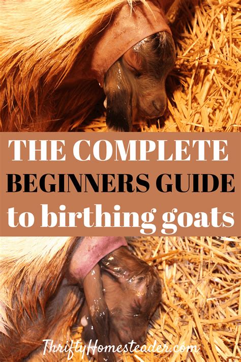 Dreamwork Techniques for Understanding Goat Birthing Dreams