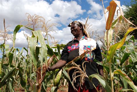 Drought-Resistant Maize: An Aspiration for Farmers