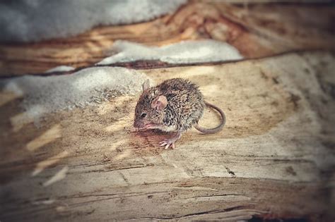 Drowning Mice: A Reflection of Hidden Fears