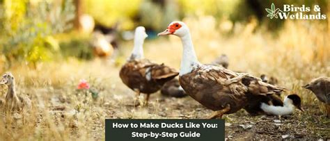 Duck Communication: Decoding the Enigmatic Language of Quacks