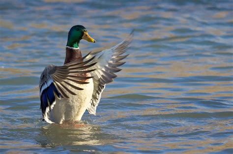 Duck in the Room: A Symbolic Dream Interpretation