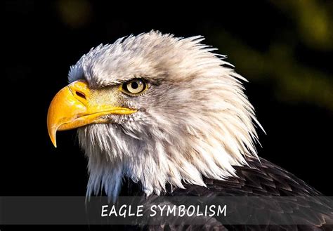 Eagle Symbolism and its Cultural Significance