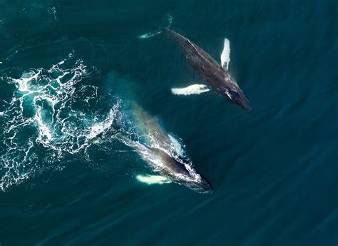 Eco-tourism and responsible practices for observing captivating whale encounters