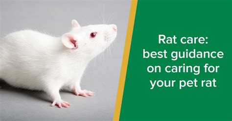 Educating Yourself on Rat Care and Health Needs