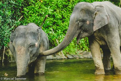 Educational Significance: Learning About Elephants Through Observation