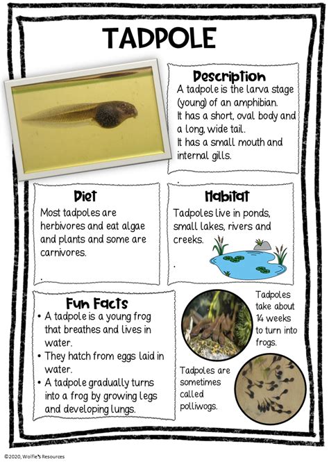 Educational and Interactive: Learning Life Lessons through Tadpole Exploration