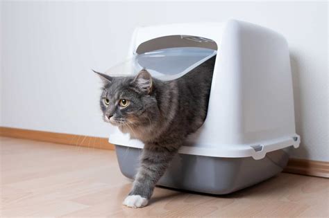 Effective Approaches for Managing Feline Urine Marking